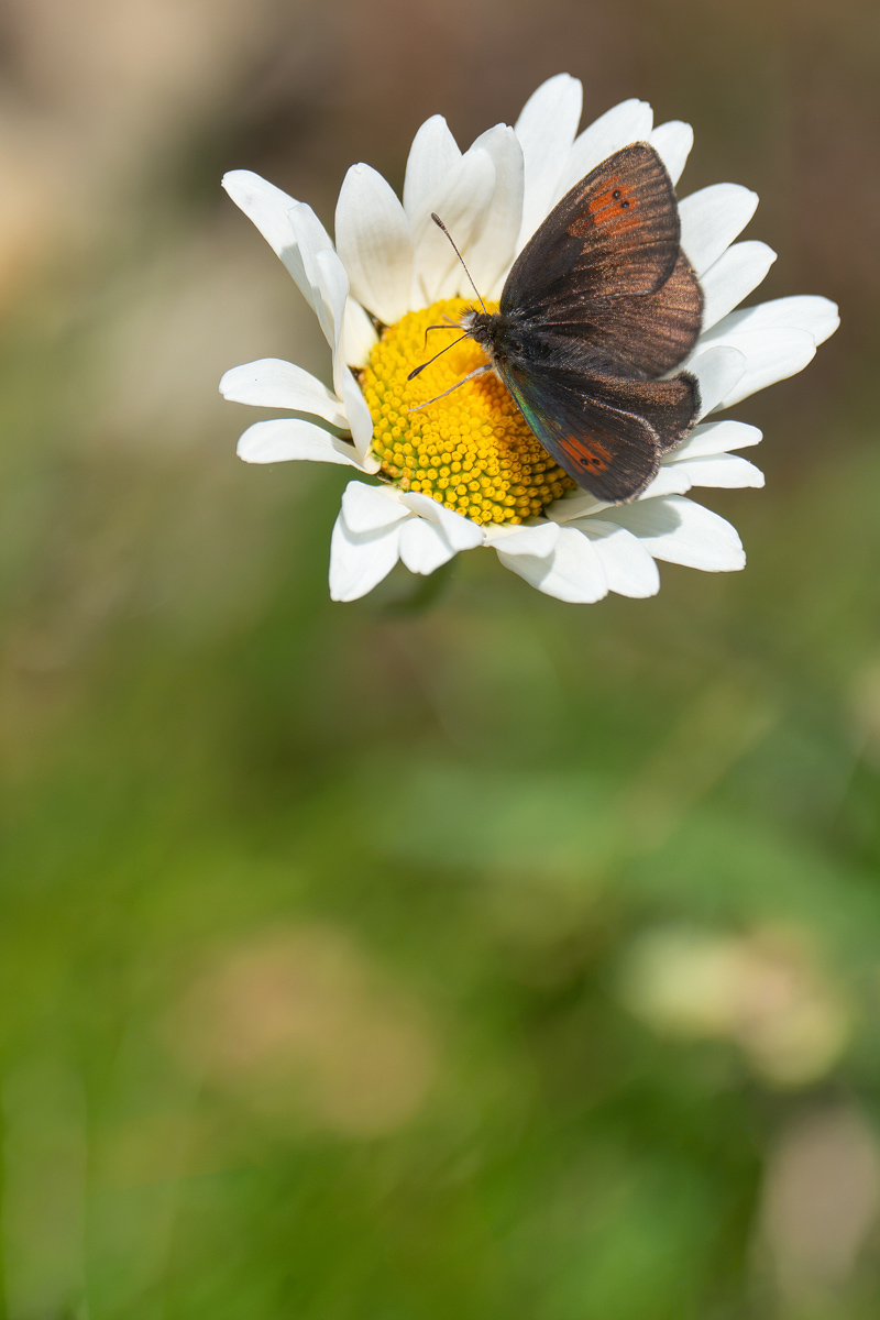 DSC01945-topaz-sharpen Kopie.kl.jpg