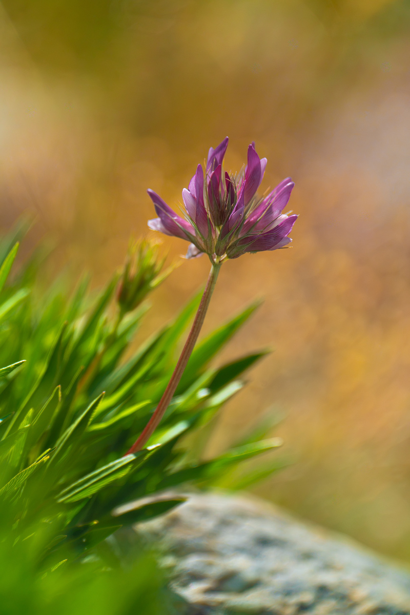 DSC02568.Alpen-Klee (Trifolium alpinum)kl.jpg