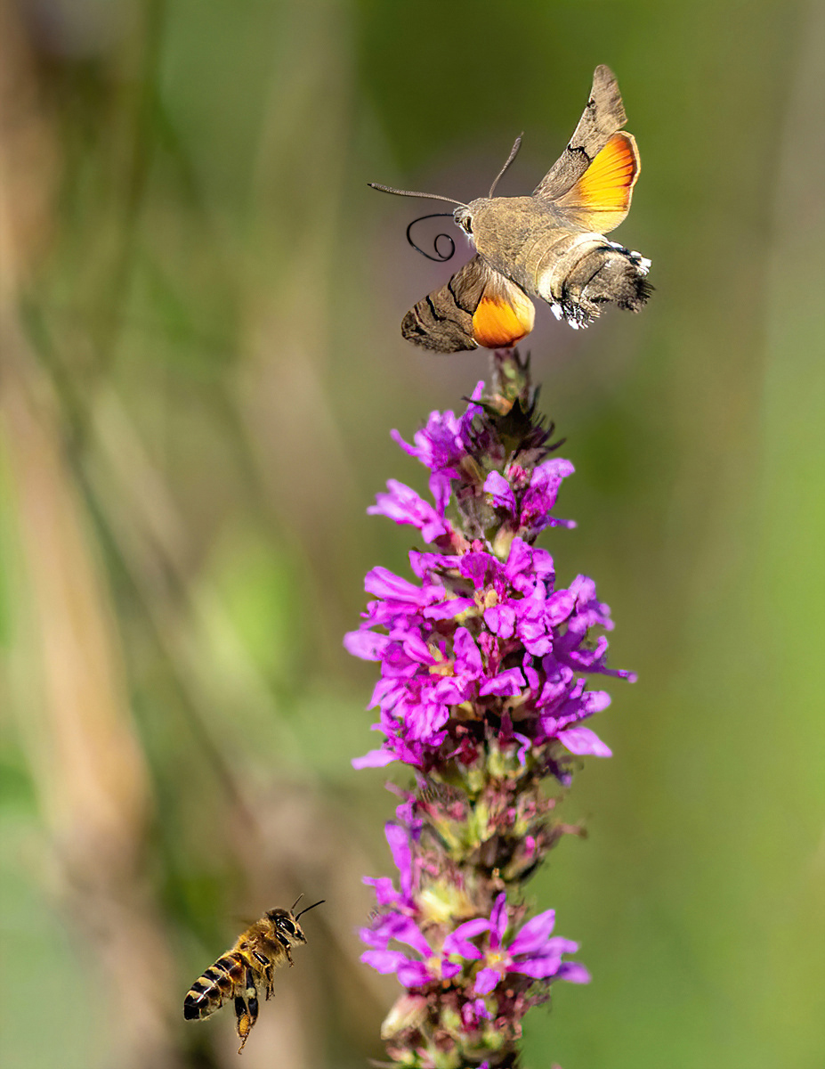 P8261560NP.jpg
