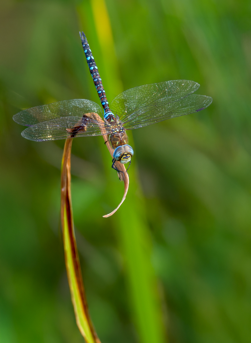 P1003792-.JPG