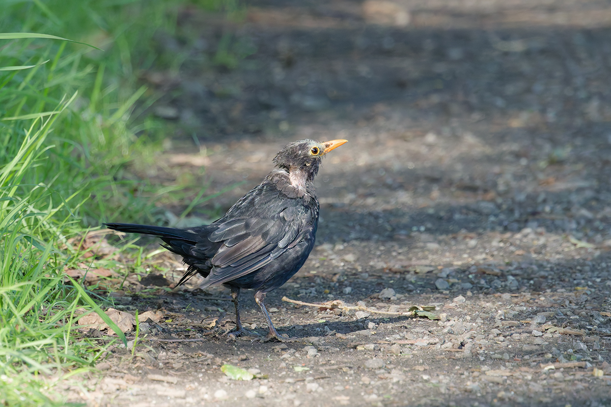 3C3A5889_DxO Kopie.jpg