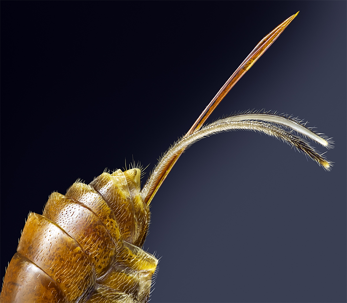 Stachel_1200px.jpg