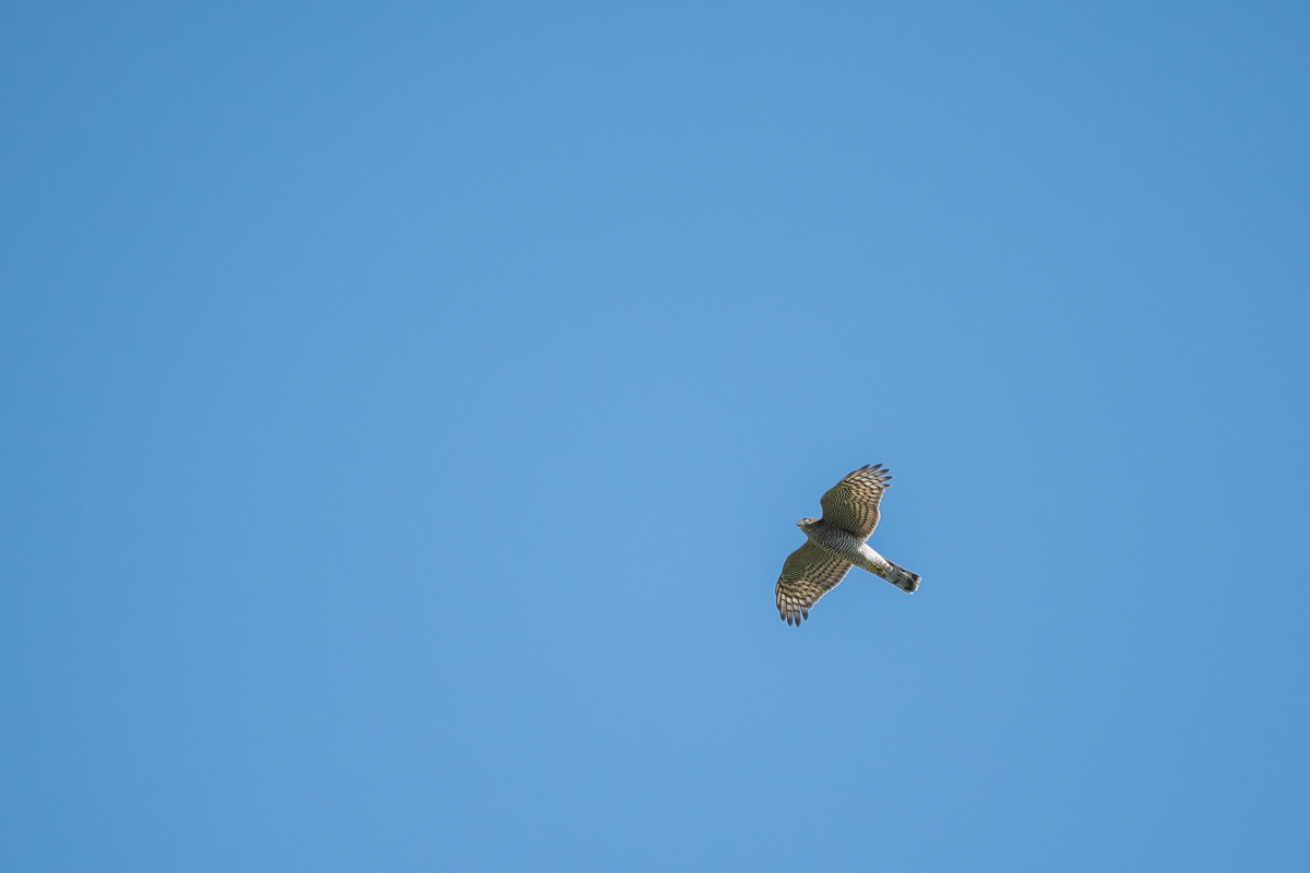 20260829-100526-007-(HL)-MWeiler-Kuhwiese-Sperber-Accipiter-nisus.jpg