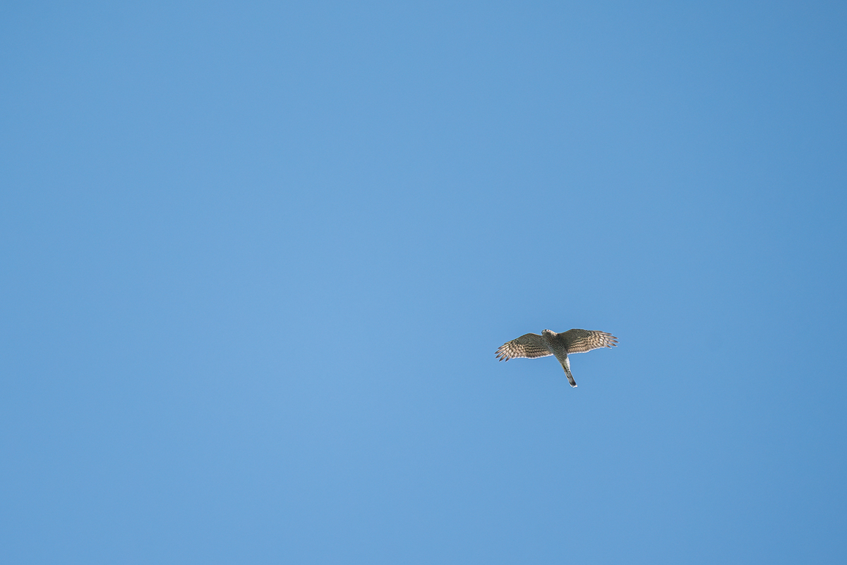 20260829-100629-020-(HL)-MWeiler-Kuhwiese-Sperber-Accipiter-nisus.jpg