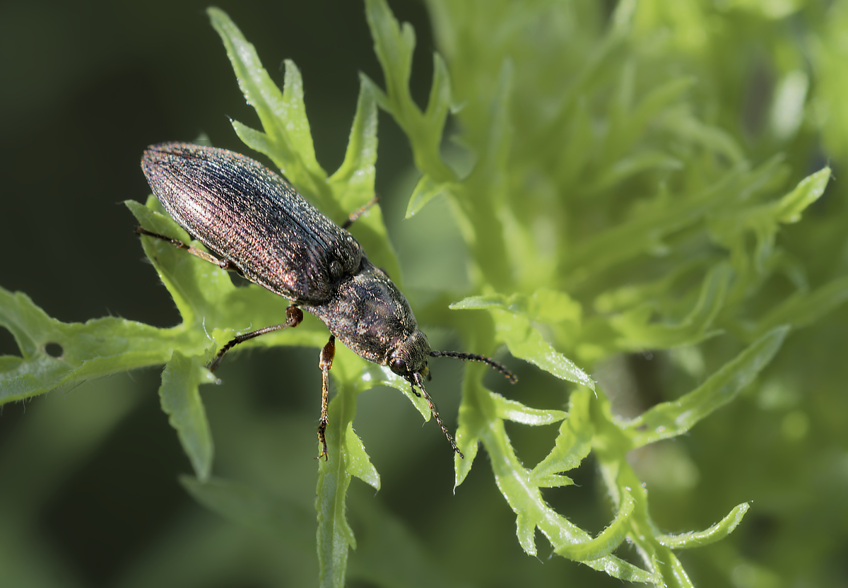 Agriotes sp. 2.jpg