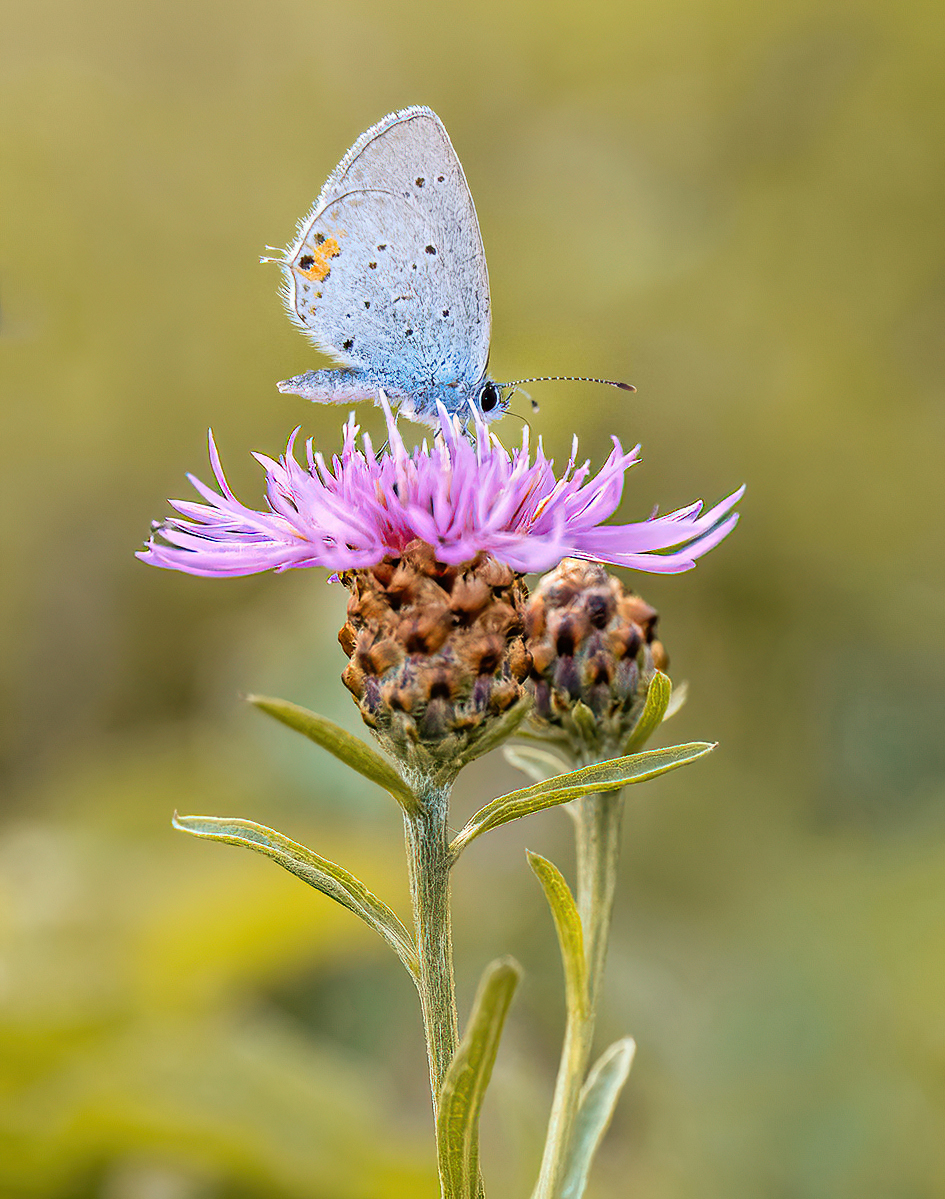 P9010345NP1.jpg