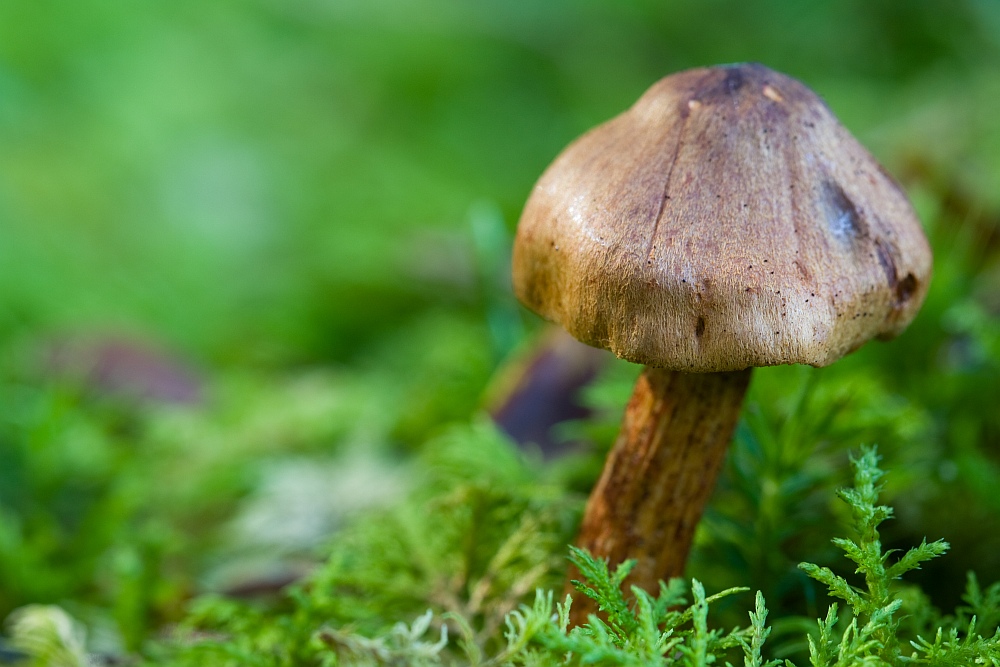 Pilz-6.jpg