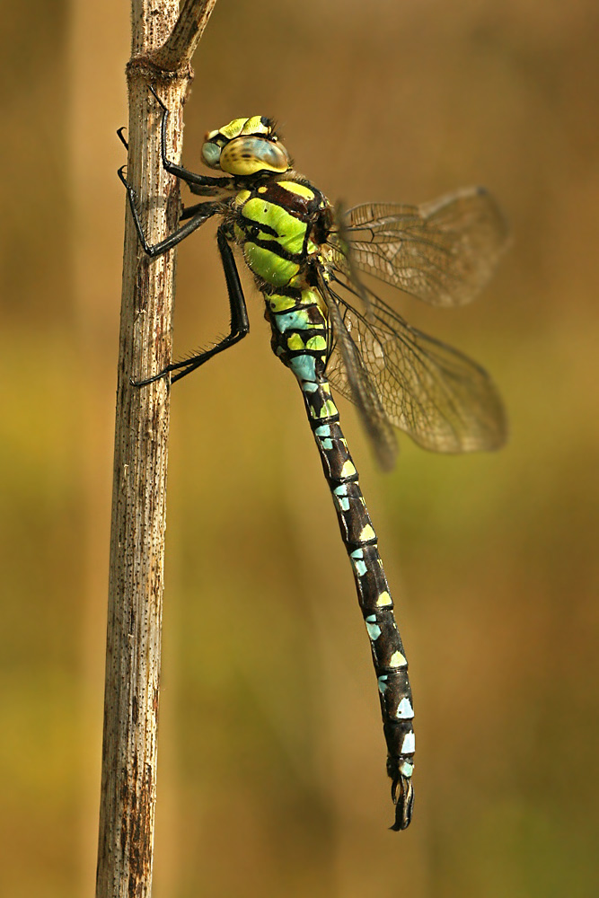 6_IMG_7366_Ae_cyanea_M1.jpg