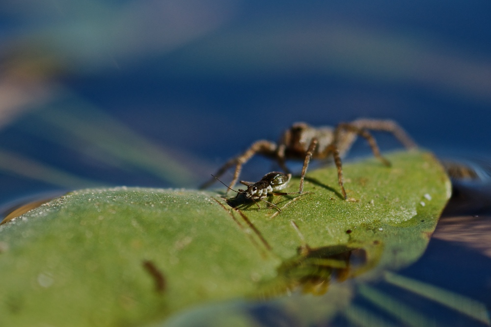 Wasserläufer 4.jpg