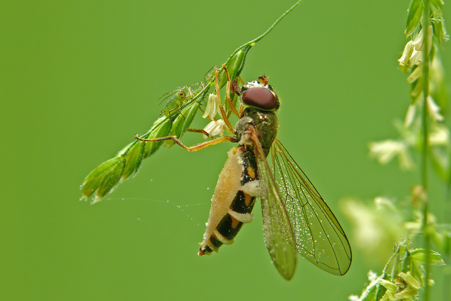Schwebfliege u Fliegenschimmel MF.jpg