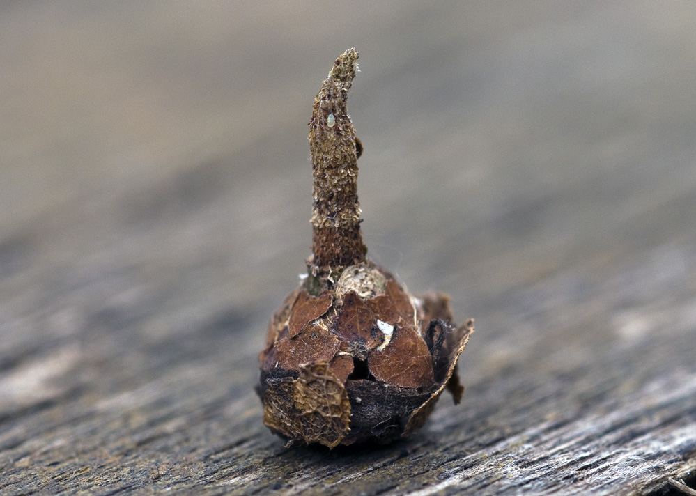 Psychidae 1.jpg