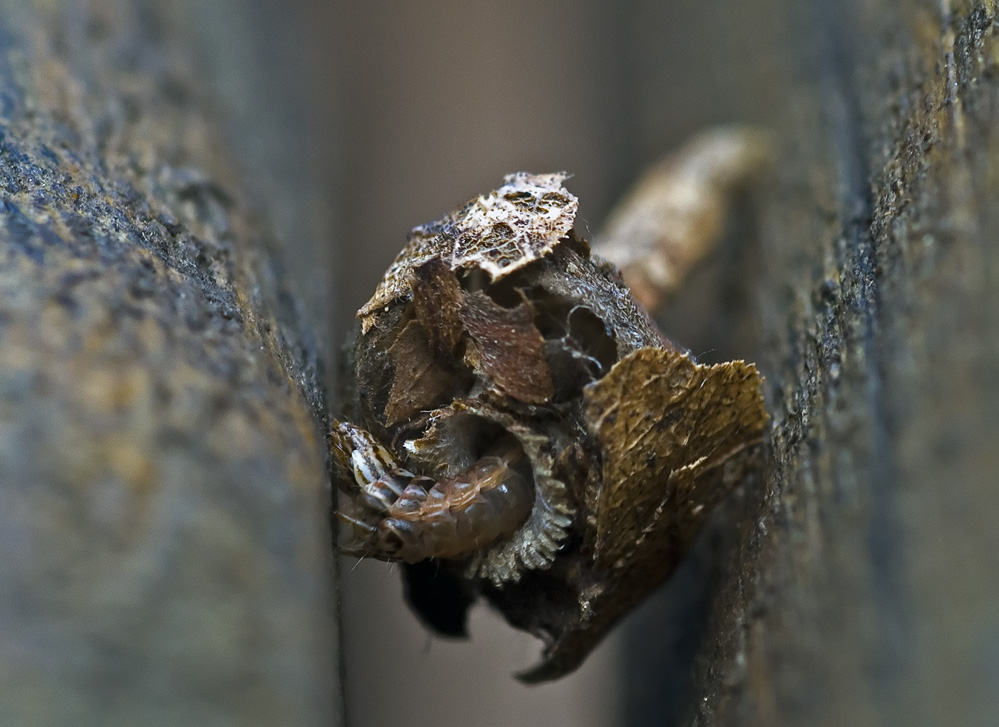 Psychidae 2.jpg