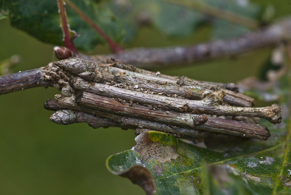 Psychidae Eiche.jpg