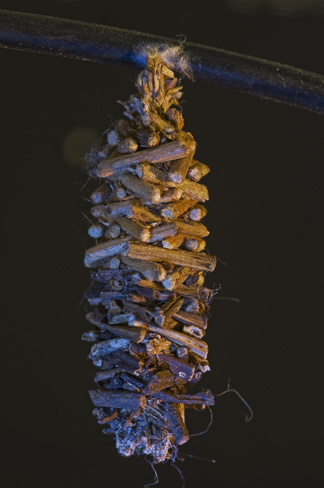 USB Psychidae.jpg