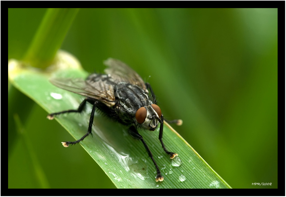 DSC_Fliege_mit Rand.jpg