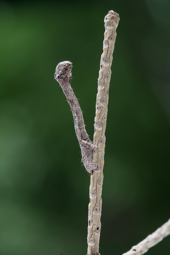 Schönbrunn Juni 08 Spannerraupe + NF 001 Kopie.jpg