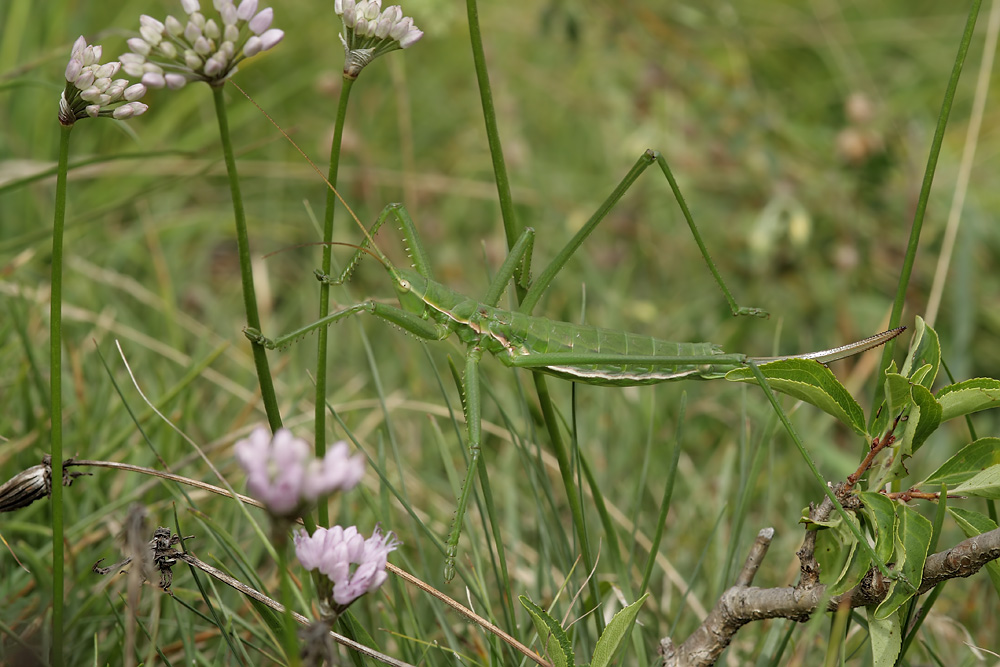 Perchtoldsorf August 08 Saga pedo LH 034 Kopie.jpg