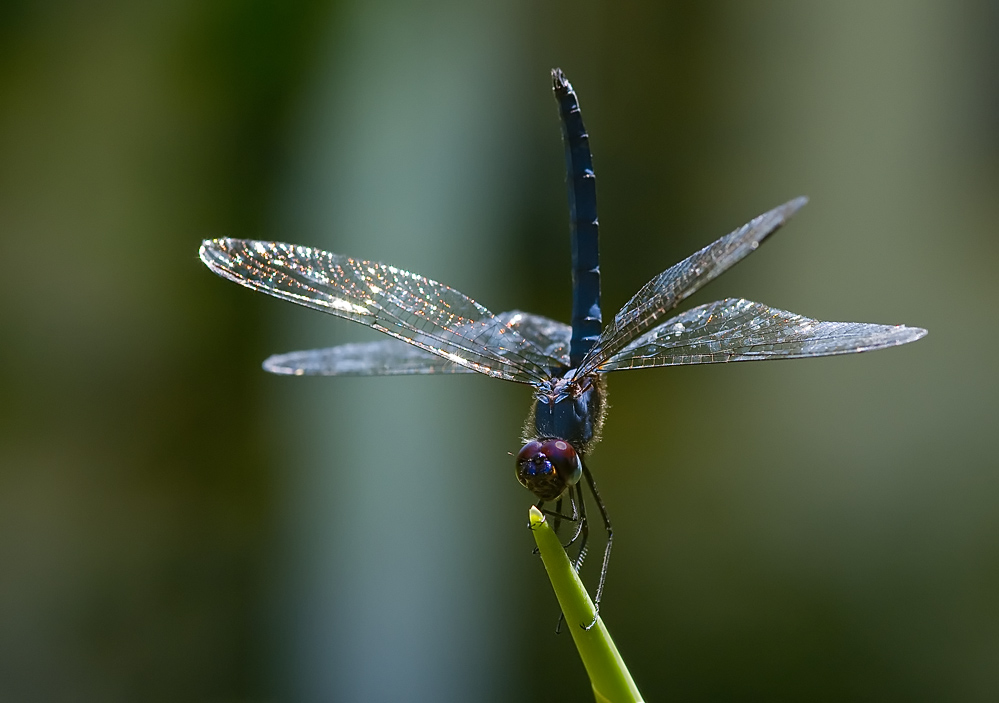DSC_6462mf.jpg