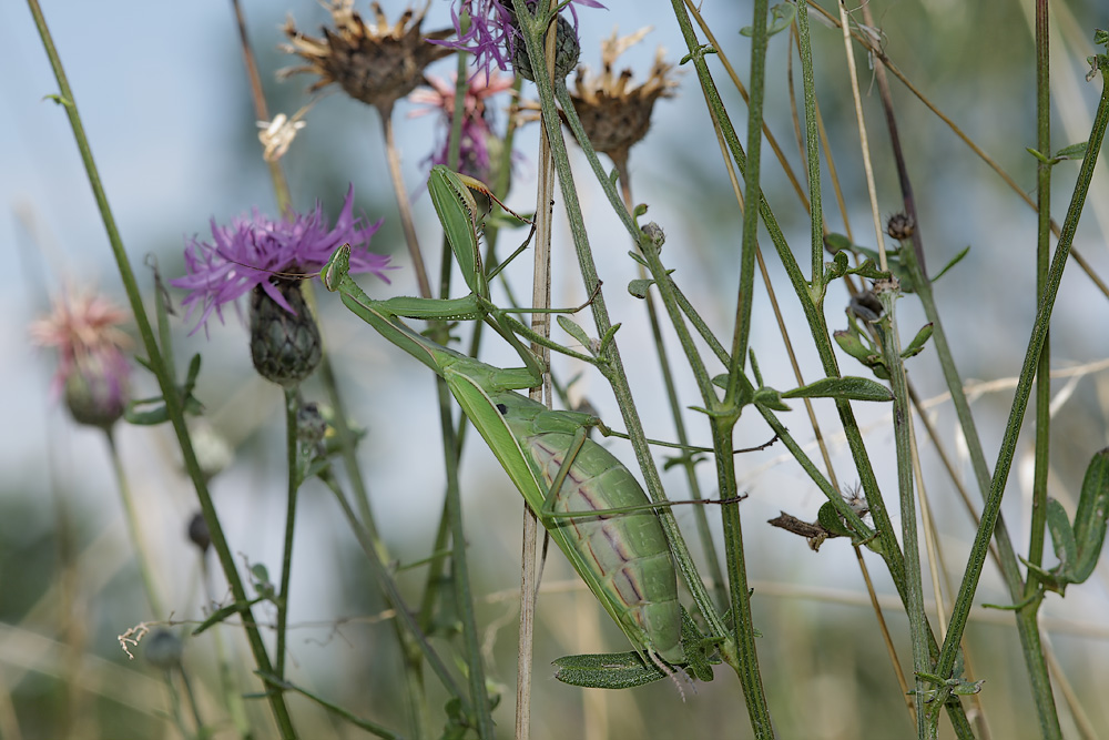 Thenau BL August 08 Mantis religiosa Fangschrecken FS 209 Kopie.jpg