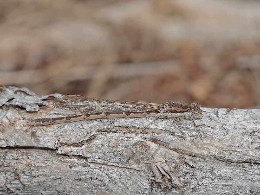 Sommerhau März 08 Sympecma fusca KL 001 Kopie_filtered Kopie.jpg