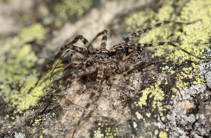 Platte Mai 08 Acantolycosa norvegica LY 026 Kopie.jpg