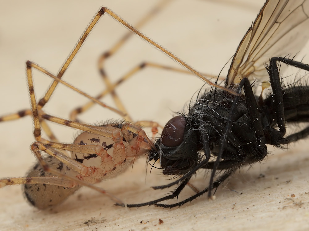 4  Scytodes thoracica SI 016 Kopie.jpg