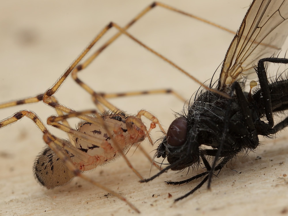 3  Scytodes thoracica SI 015 Kopie.jpg