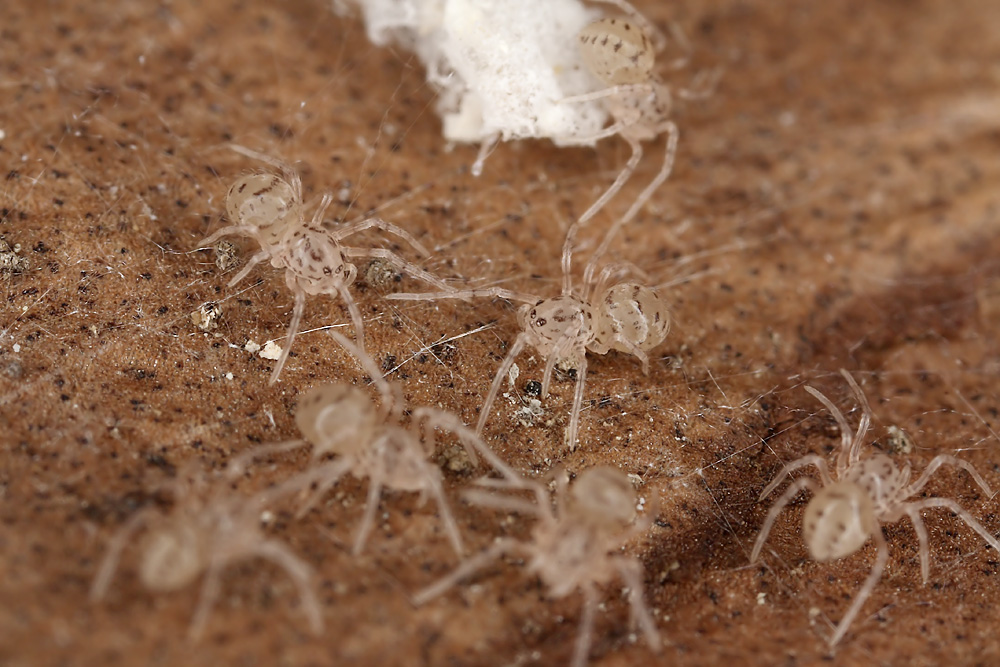 10 Scytotes thoracica SI 006 Kopie.jpg