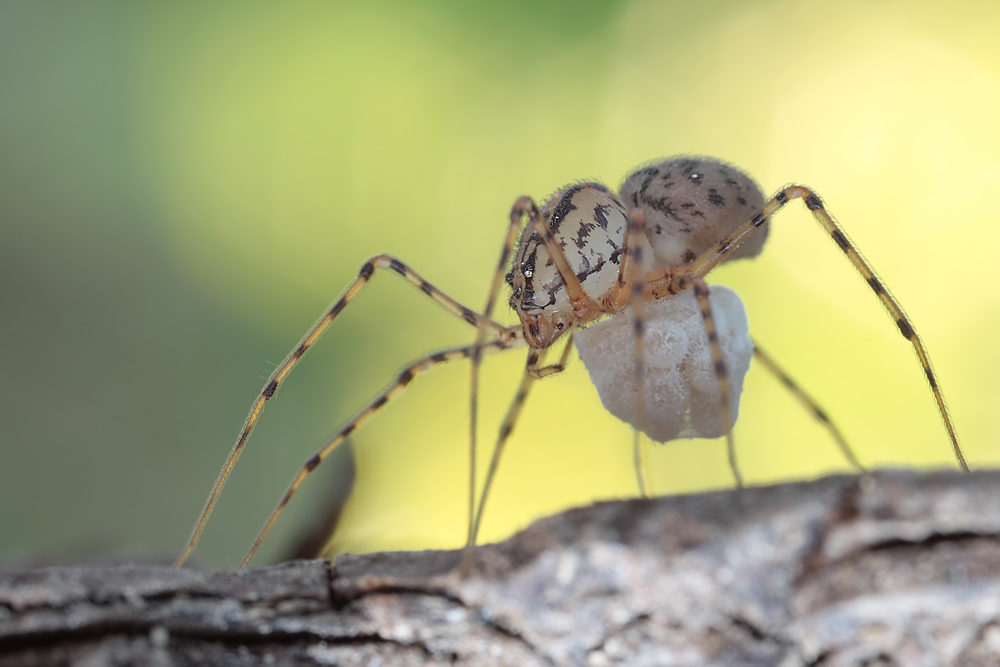 8 Scytotes thoracica SC 010 Kopie.jpg