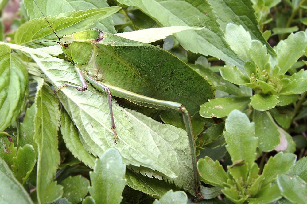 Terrarium Juli 06 Blattschrecke Laubheuschrecken 001 Kopie.jpg