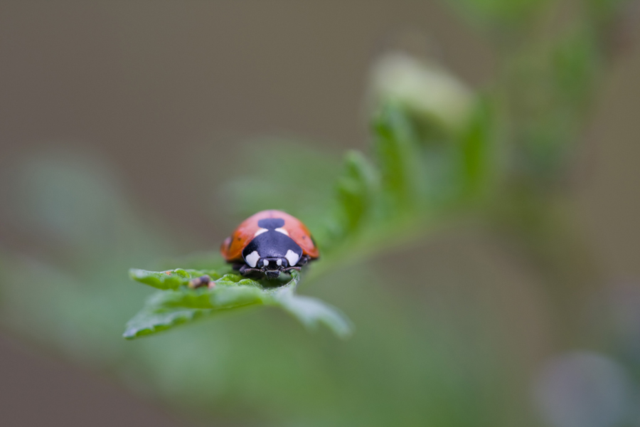 IMG_5677_4.5-1.30-100-Marienkäfer-Eifel_4.5-1.40-100-Blatt-Hildegard.jpg