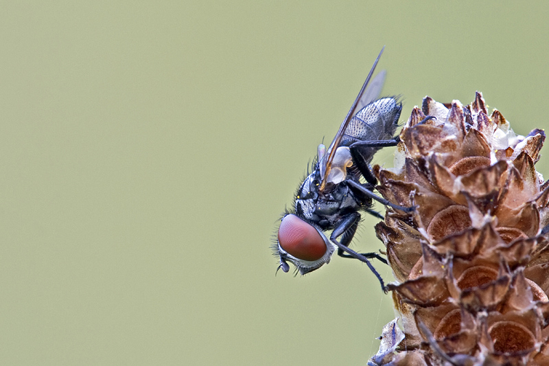 IMG_6374 40D Fliege (Brachycera) 08-2008.jpg