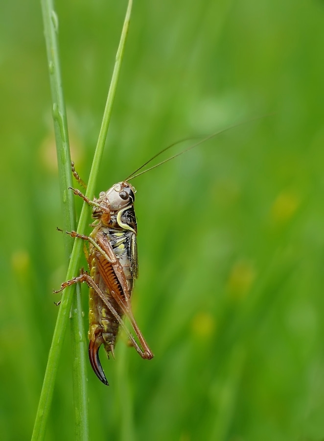 roesels beißschrecke 668.jpg