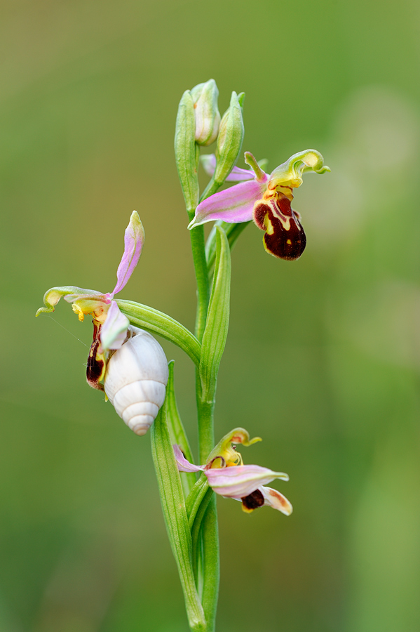 ophrys_apifera.jpg