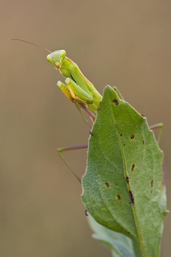 IMG_5060_8.0-1.40-200-Mantis-Badberg.jpg
