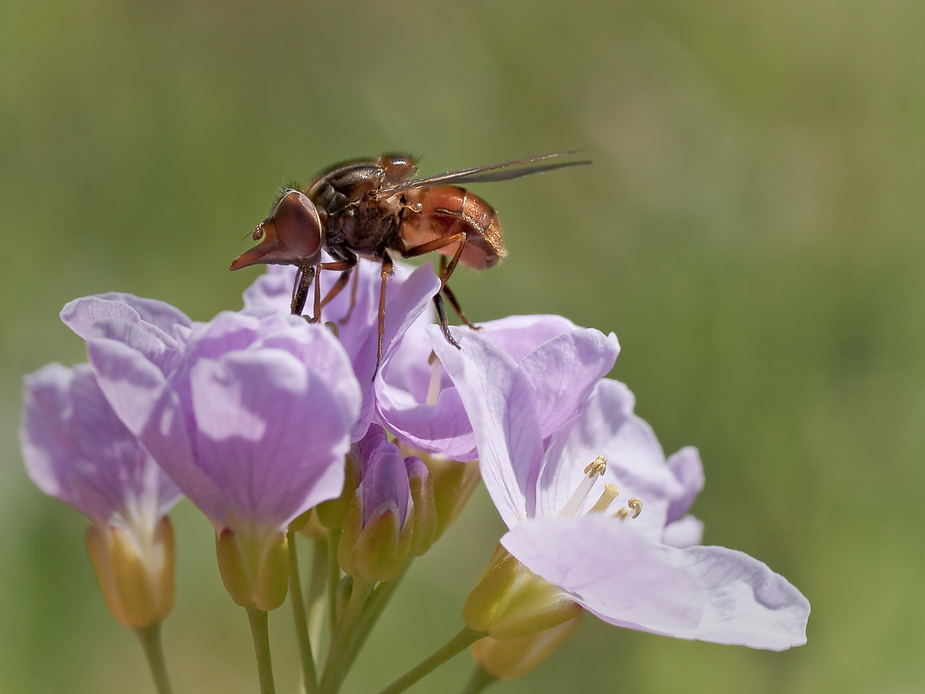 Wiesenschaumkraut mit Fliege 1.jpg