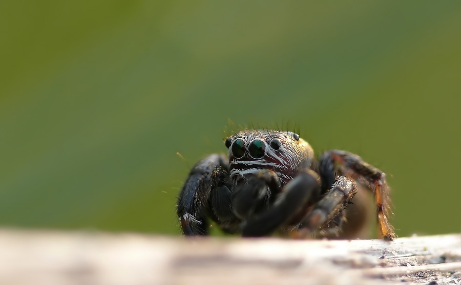 Evarcha arcuata203.jpg