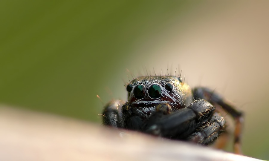 Evarcha arcuata163.jpg