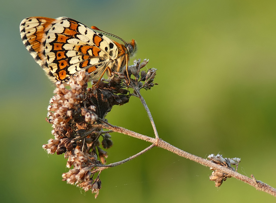 MFScheckenfalter17.jpg
