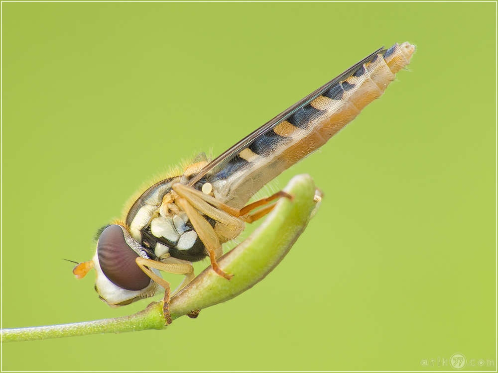 Langbauchschwebfliege - Sphaerophoria scripta 01.jpg