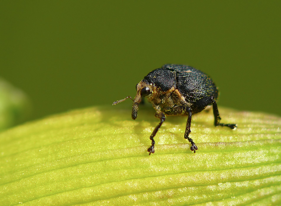 Rüsselkäfer Mini 2 (1 von 1).jpg