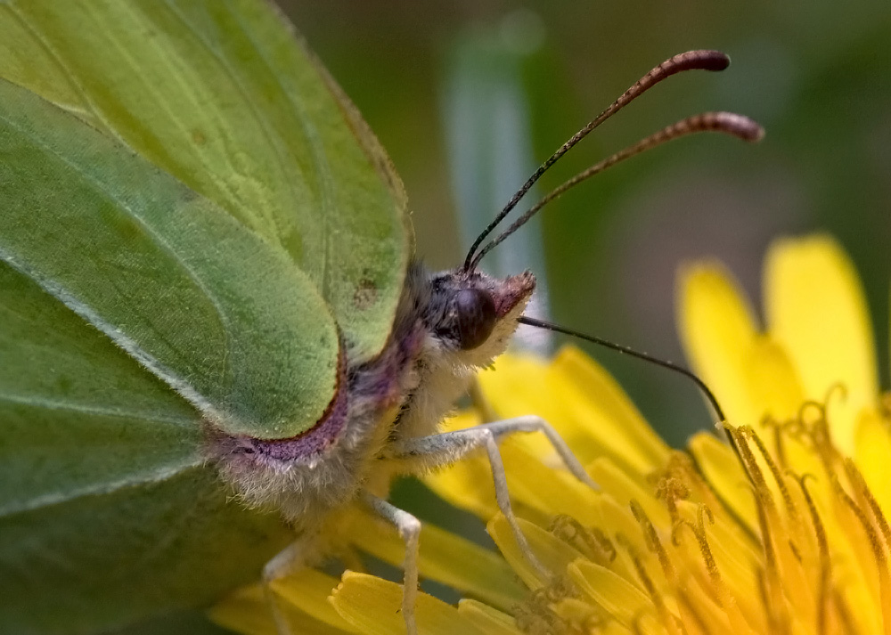 985 Zitronenfalter.jpg