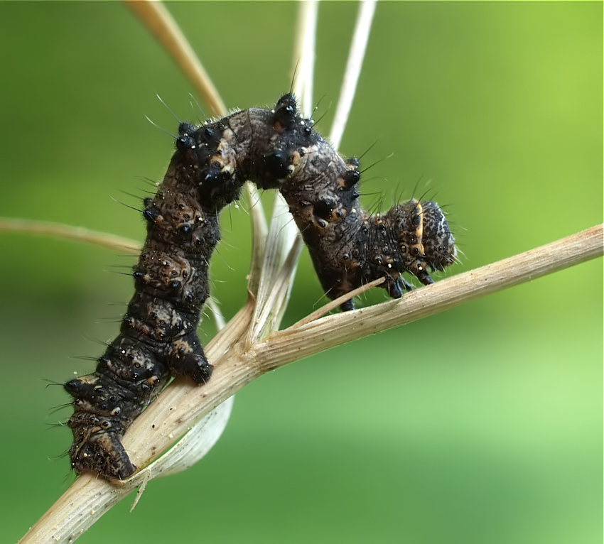 P pilosariaR3_F250.jpg