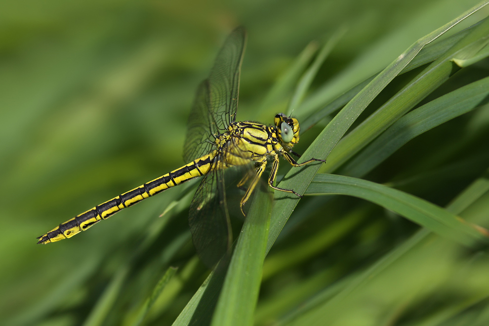 Gomphus_pulchellus_w1005200.jpg