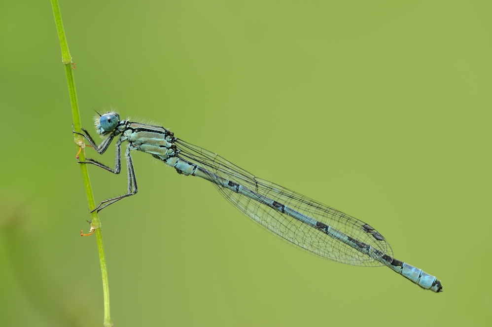 DSC4058_Azurjungfer_21062009_klein.jpg