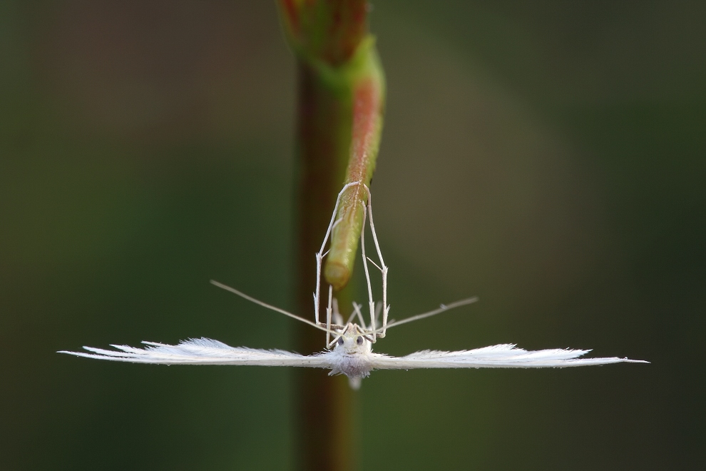 IMG_1388Pterophorus pentadactyla - Schlehengeistchen++_f13_1¦10.jpg