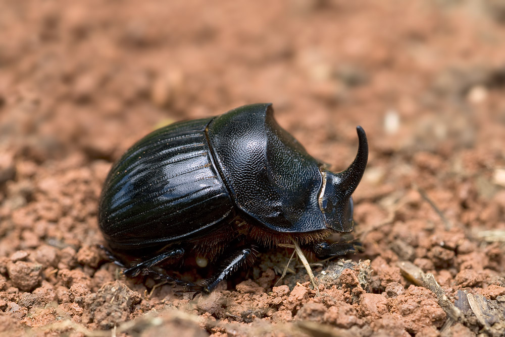 Nashornkäfer.jpg