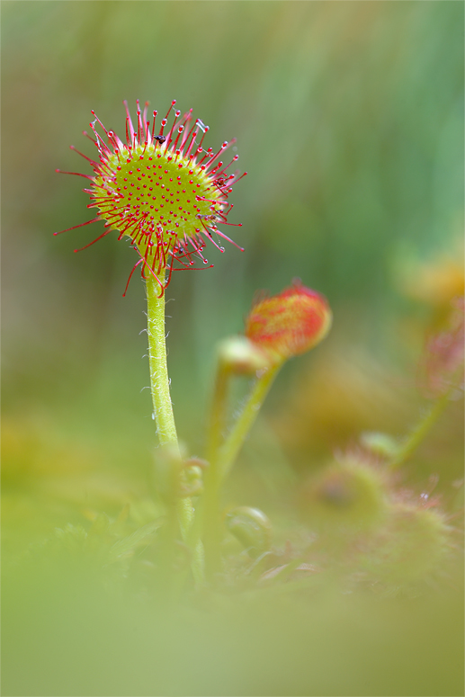 drosera_rotundifolia_09.jpg