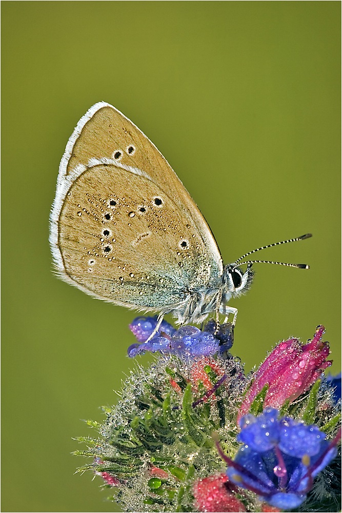 comp_Bläuling 1.jpg