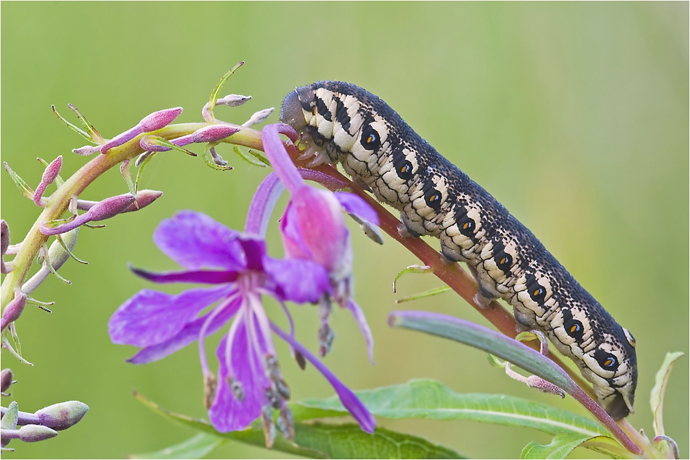 comp_Mf Proserpinus proserpina 1.jpg